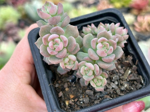 ECHEVERIA QUERENCIA