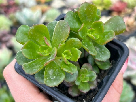 Echeveria multicaulis - comprar online