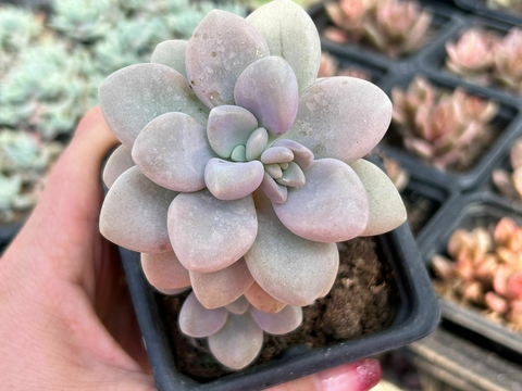 GRAPTOPETALUM ELLEN