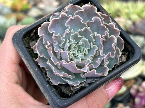 Echeveria shaviana - comprar online