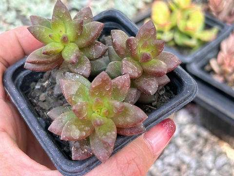 SEDEVERIA JET BEADS