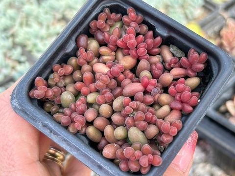 SEDUM STAHLI