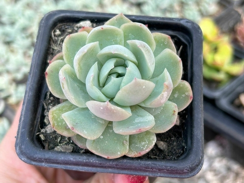 Eceheveria elegans - comprar online
