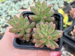 SEDUM AURORA