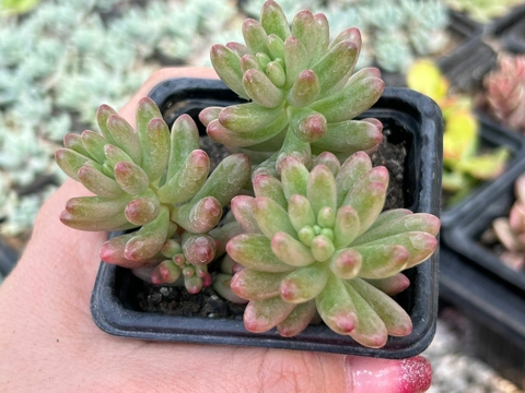 SEDUM AURORA