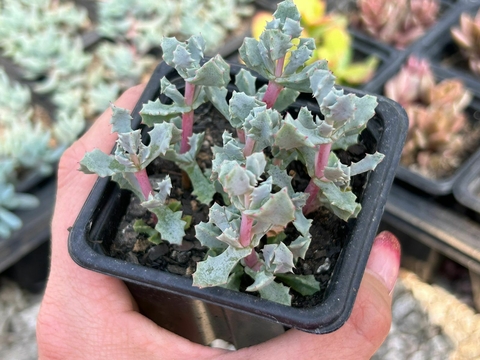 Oscularia deltoides