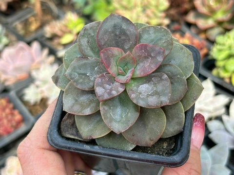 Echeveria chroma - comprar online