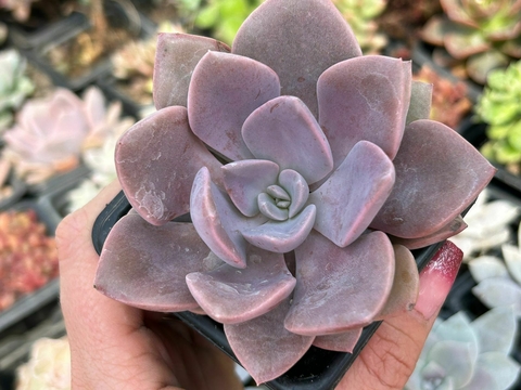 Echeveria debbie - comprar online
