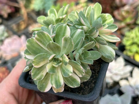 Aeonium castelo paivae - comprar online