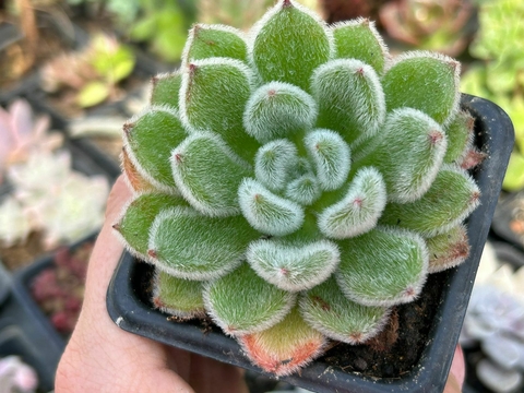 Echeveria setosa doris taylor - comprar online
