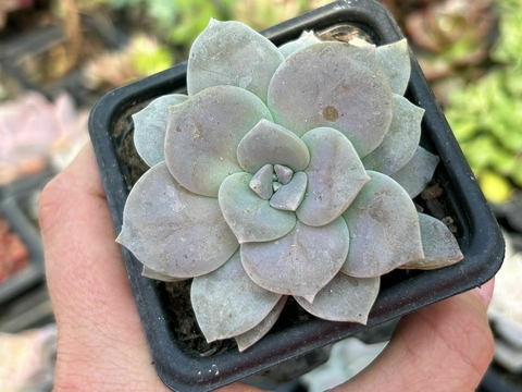 Graptopetalum superbum - comprar online