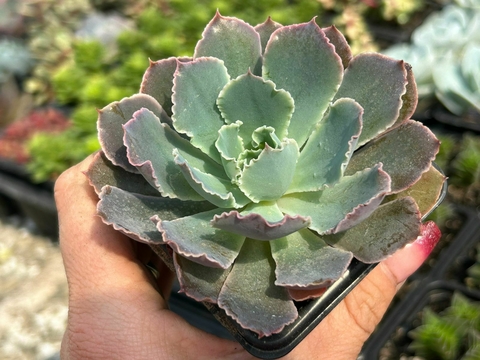 Echeveria neon brakers - comprar online