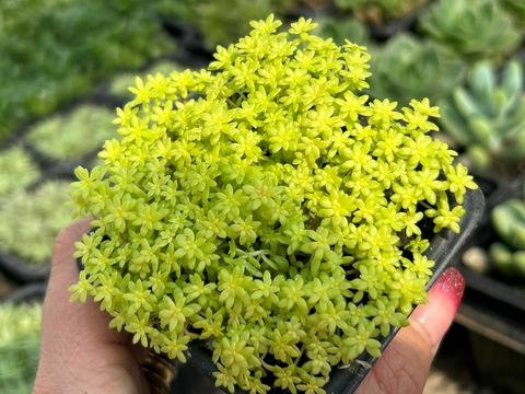 SEDUM ORO