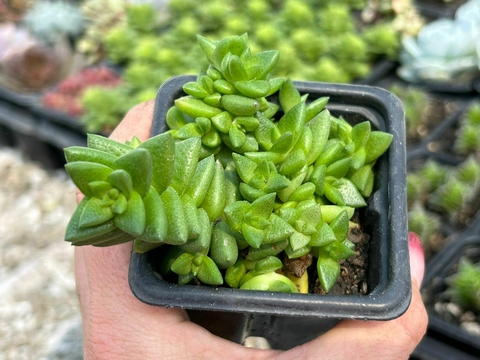 Crassula Argentina - comprar online