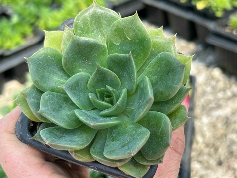 Echeveria green rose - comprar online
