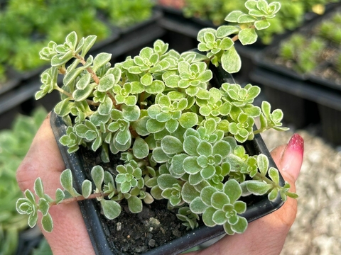 SEDUM MAKINOI VARIEGATA
