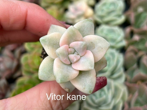 PLUG VICTOR KANE