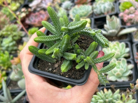 CRASSULA PYRAMIDALIS - POTE 08