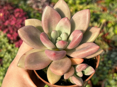 Pachyveria rose crown - pote 9 - comprar online