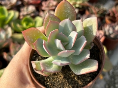 ECHEVERIA ALEX - POTE 09 - comprar online