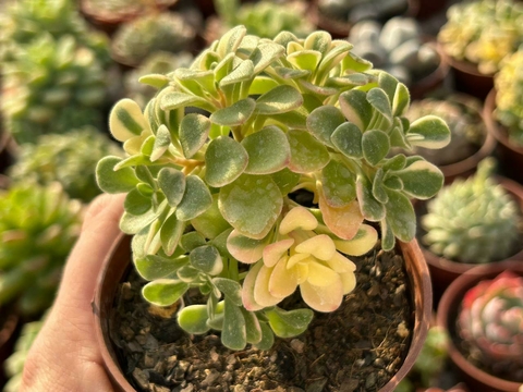 AEONIUM DOMESTICUM VARIEGATA - POTE 09