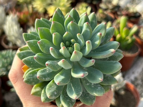 Echeveria Blue apple - pote 09 - comprar online