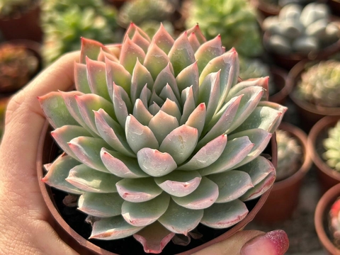 Echeveria Violet queen - pote 09 - comprar online