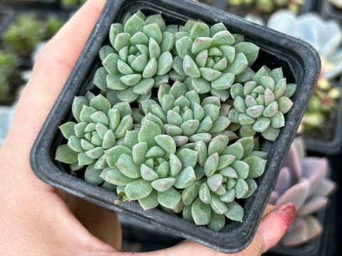 Echeveria crissy ryan - pote 08 - comprar online