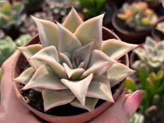 ECHEVERIA MADIBA - POTE 09