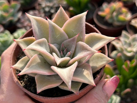ECHEVERIA MADIBA - POTE 09