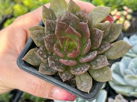 ECHEVERIA BLACK PRINCE - POTE 09 - comprar online
