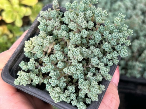 SEDUM MINOR - POTE 08