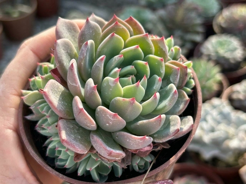 ECHEVERIA SITIFUKUMIAMA - POTE 09