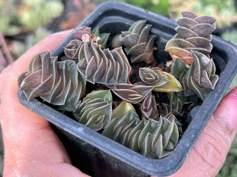 Tradescantia Navicularis - pote 08 - comprar online