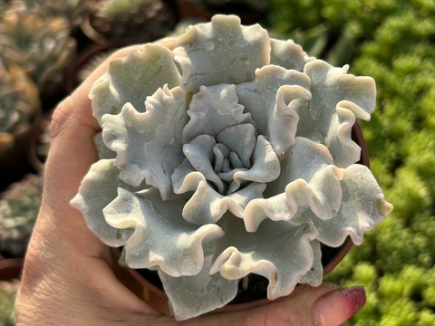 Echeveria crispate beauty - POTE 09 - comprar online