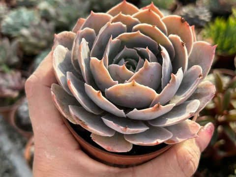 ECHEVERIA MORNING LIGHT - POTE 09