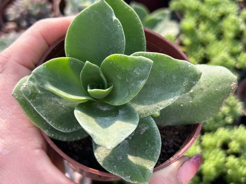 CRASSULA LACTEA - POTE 09