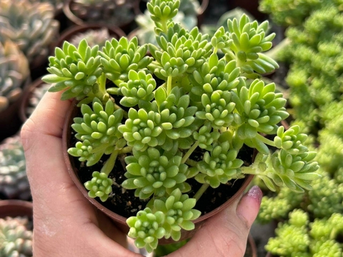 SEDUM HIRSUTUM - POTE 09 - comprar online
