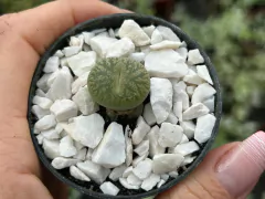 LITHOPS VERDE - POTE 06