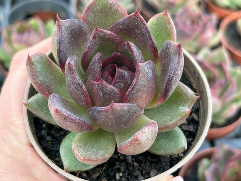 ECHEVERIA BLACK QUEEM - POTE 09