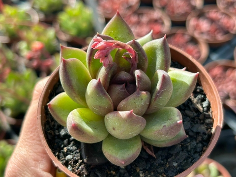 ECHEVERIA EBONY GREEN - POTE 09