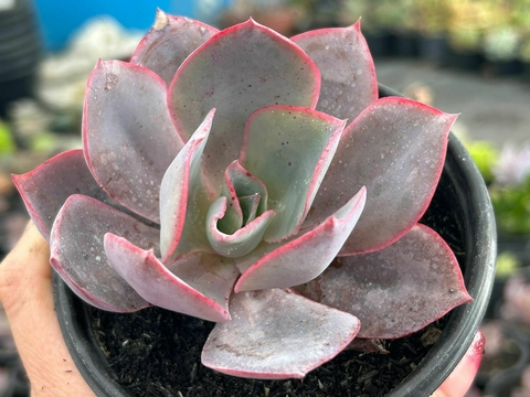 Echeveria Afterglow - pote 11 - comprar online