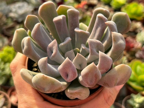 ECHEVERIA CUPID - POTE 09