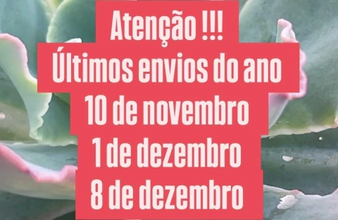 Imagem do banner rotativo Suculindas da Ioiô