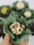 40 Forminhas Nina Para Doces Finos Verde Pistache Escuro Festa Casamento - Labat  Macarons e Confeitaria