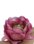 24 Forminhas Forma para Doces Finos Buganville Beauty Rosa Petúnia Doce Brigadeiro Elegante Flor