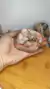 DRUSA DE AMETISTA ROSA - CALMANTE NATURAL 323 na internet