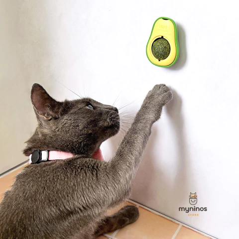 Avocatnip - Aguacate de catnip para gatos