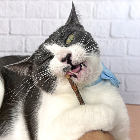 Varitas de catnip japonés para gato - comprar en línea