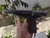 Pistola Light Phaser Original para Master System A